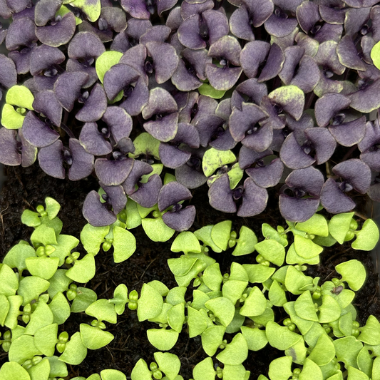 Basil Microgreens