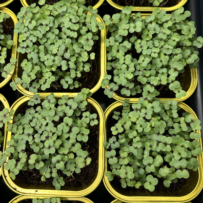 Red Kale Microgreens