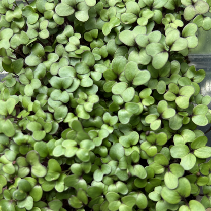 Red Kale Microgreens