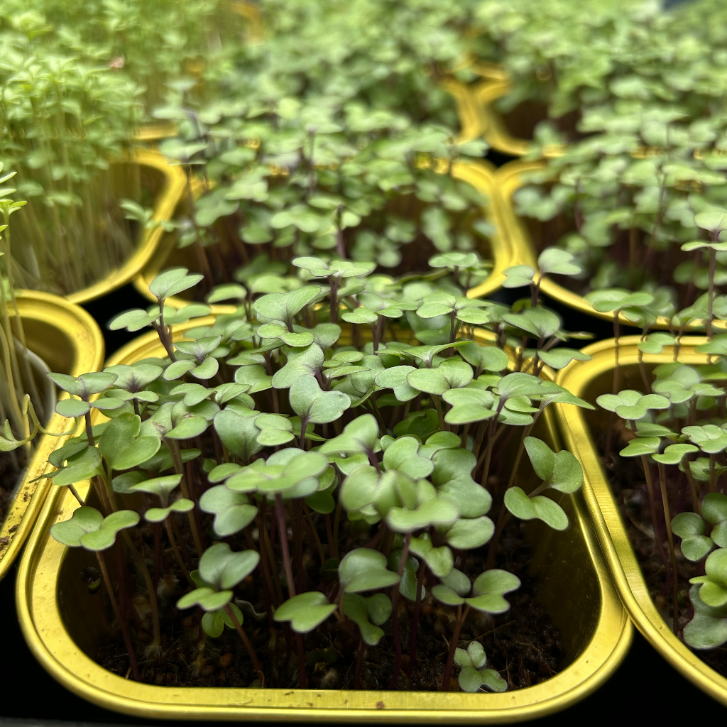 Red Cabbage Microgreens