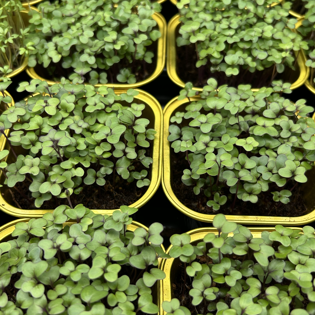 Red Cabbage Microgreens