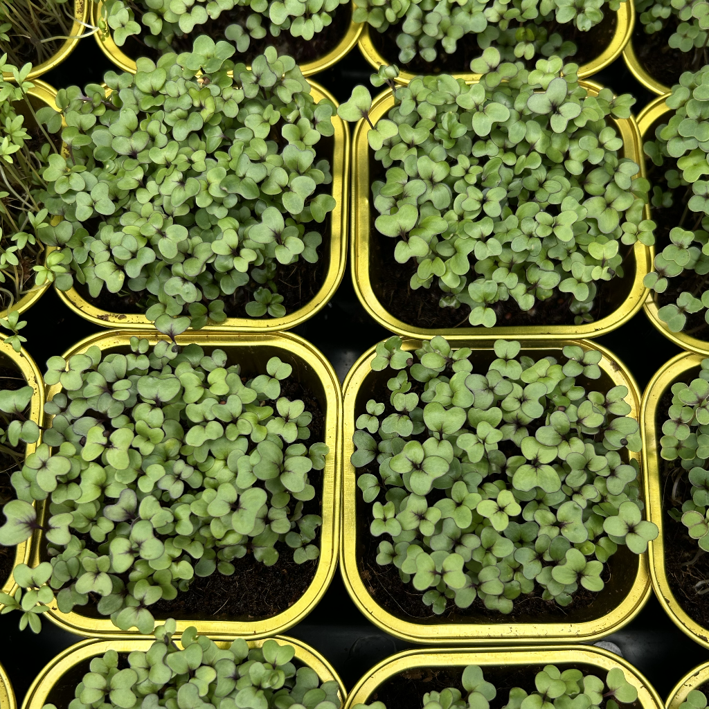 Red Cabbage Microgreens