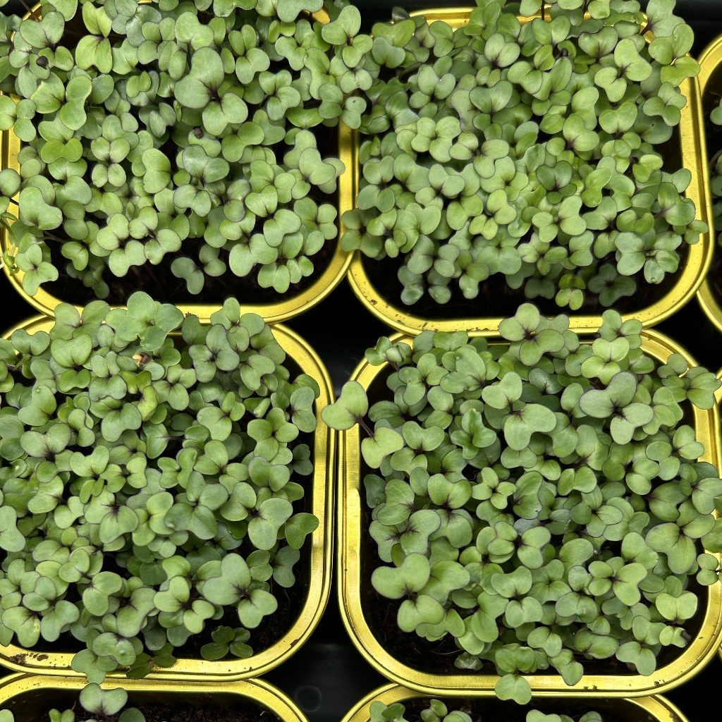 Red Cabbage Microgreens