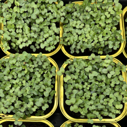 Red Cabbage Microgreens