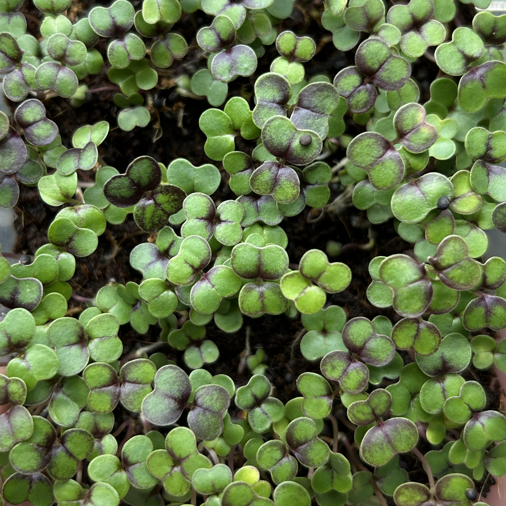 Red Cabbage Microgreens