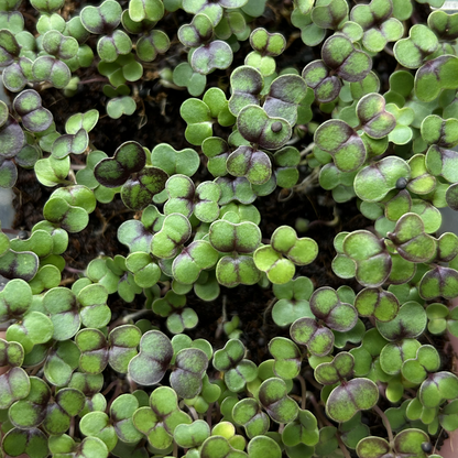 Red Cabbage Microgreens