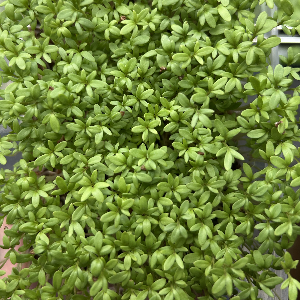 Cress Salad Microgreens