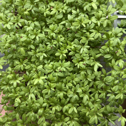 Cress Salad Microgreens