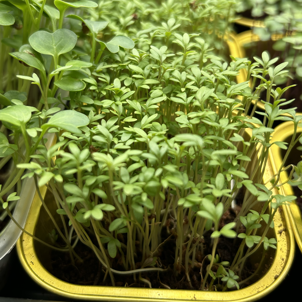 Cress Salad Microgreens
