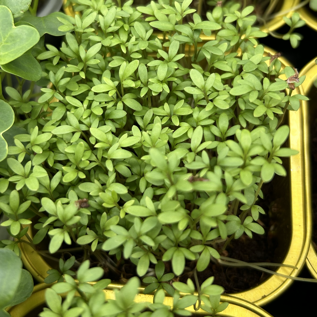 Cress Salad Microgreens