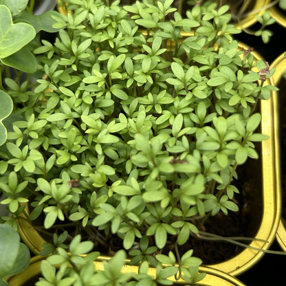 Cress Salad Microgreens