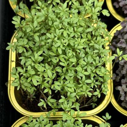 Cress Salad Microgreens