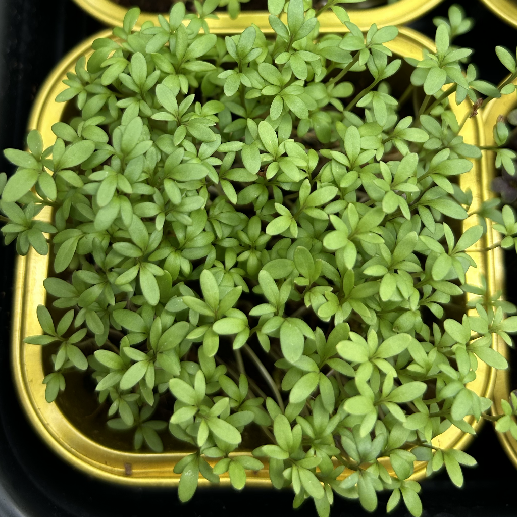 Cress Salad Microgreens