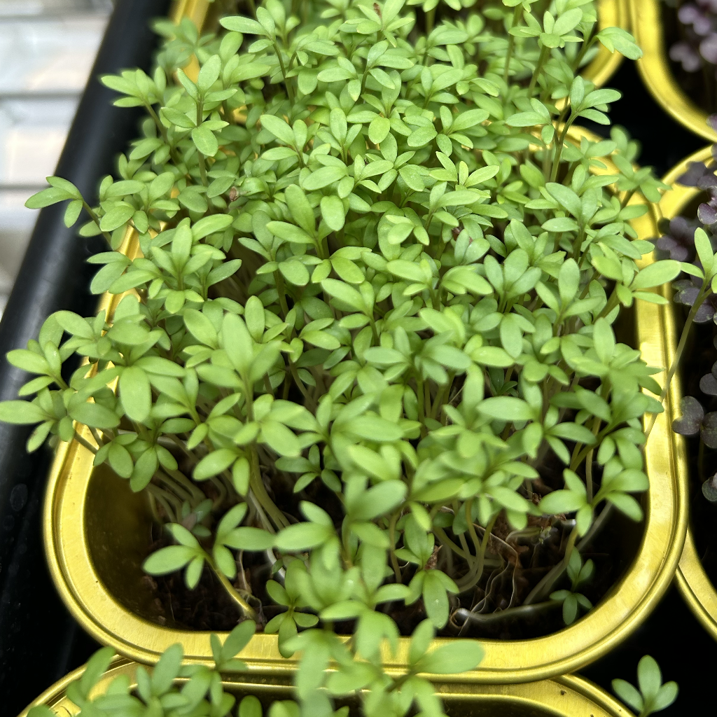 Cress Salad Microgreens