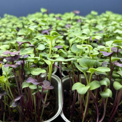 Radish Mix Microgreens
