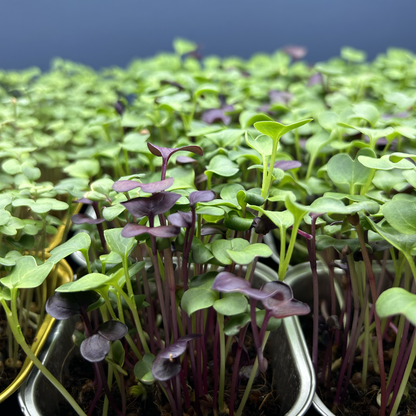 Radish Mix Microgreens