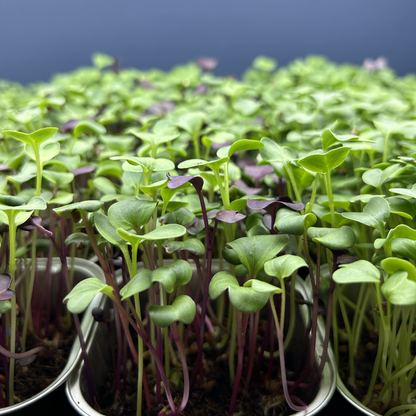 Radish Mix Microgreens