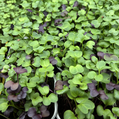 Radish Mix Microgreens