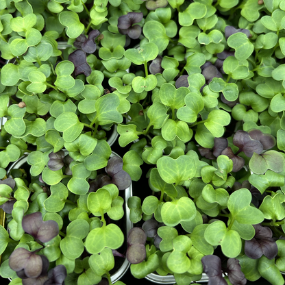 Radish Mix Microgreens