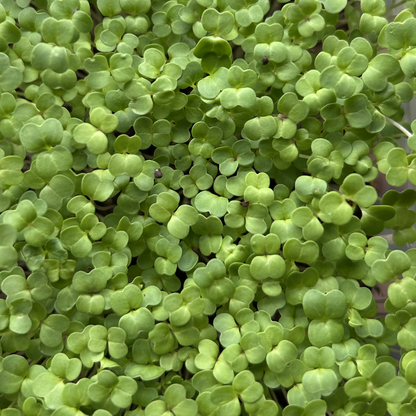 Broccoli Rapini Microgreens