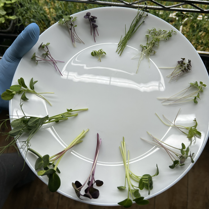 Sunflower Microgreens
