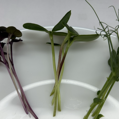 Sunflower Microgreens