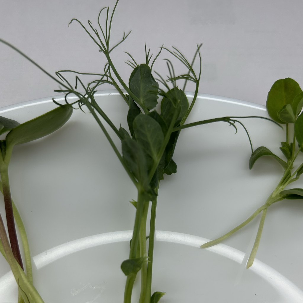 Peashoot Microgreens