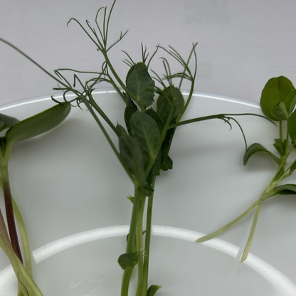 Peashoot Microgreens