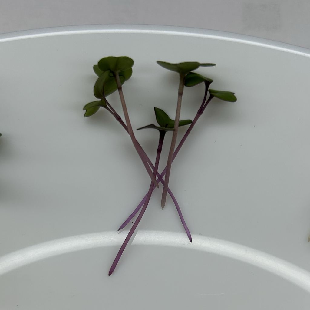 Red Cabbage Microgreens