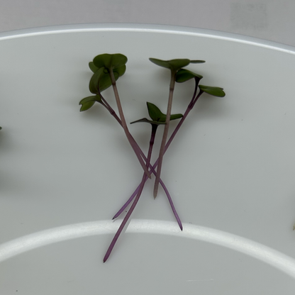 Red Cabbage Microgreens