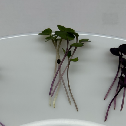 Red Kale Microgreens