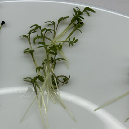 Cress Salad Microgreens