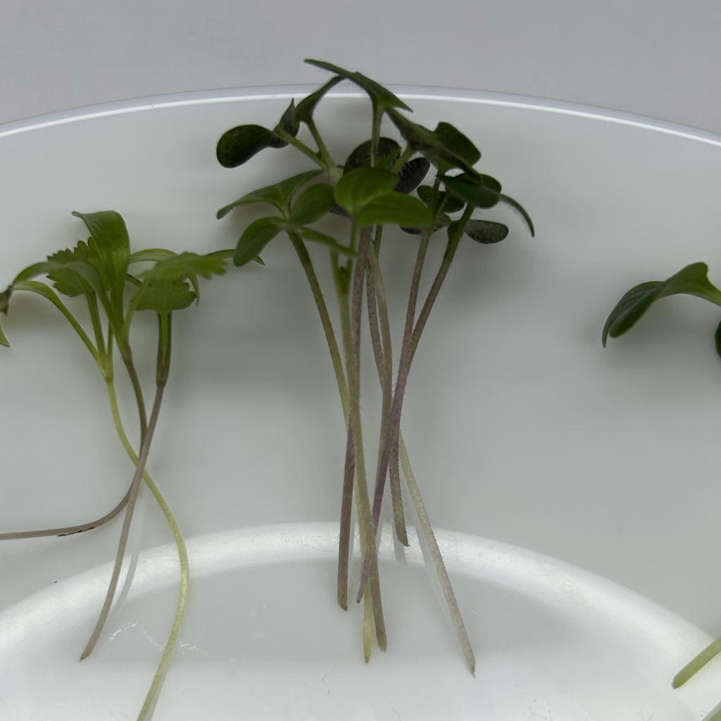White Mustard Microgreens