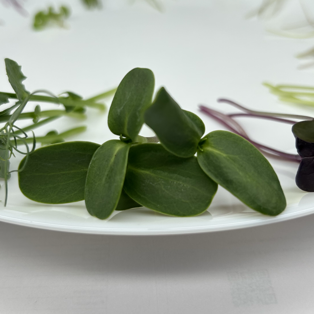 Sunflower Microgreens