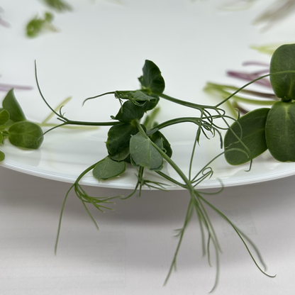Peashoot Microgreens