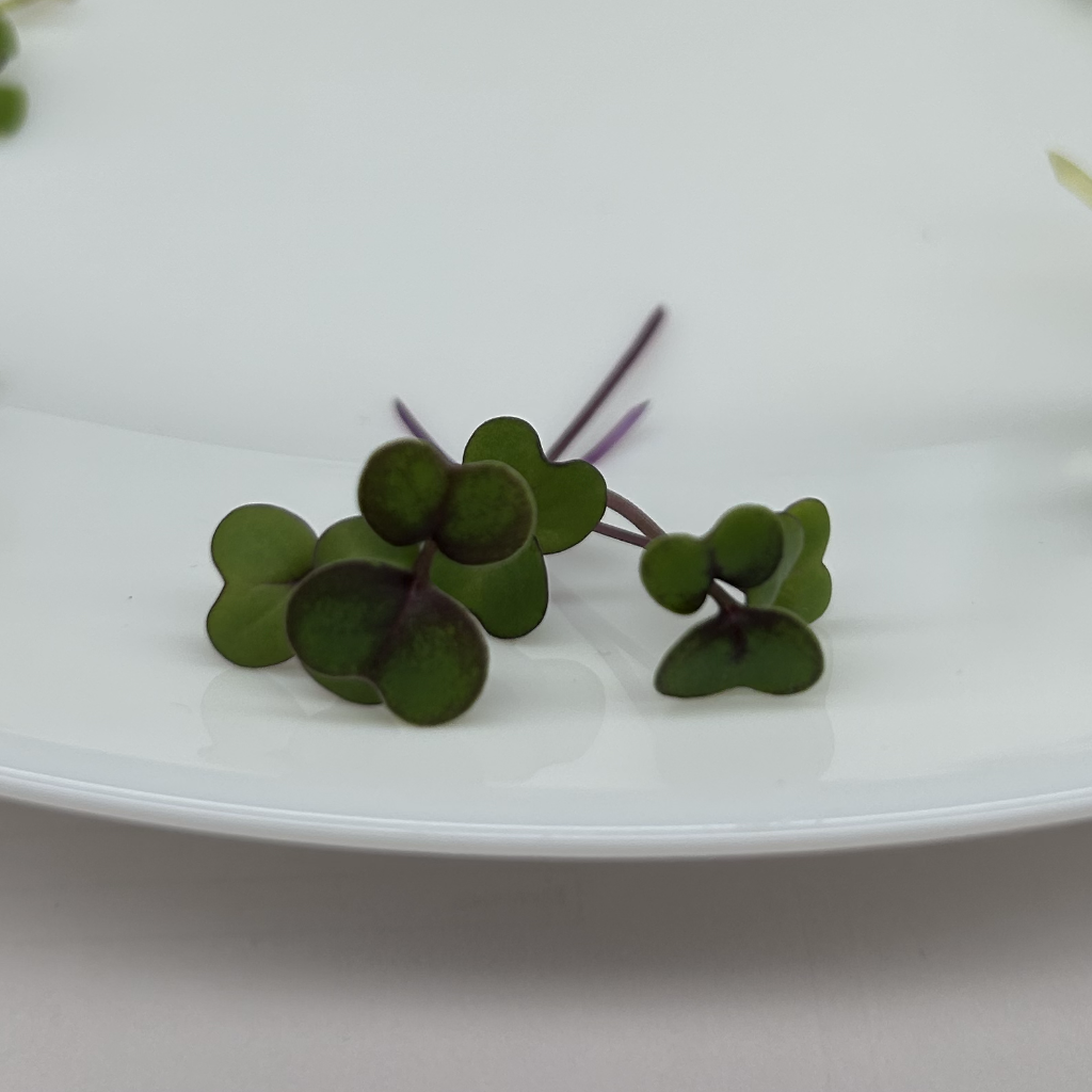 Red Cabbage Microgreens