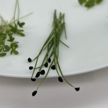 Onion Microgreens