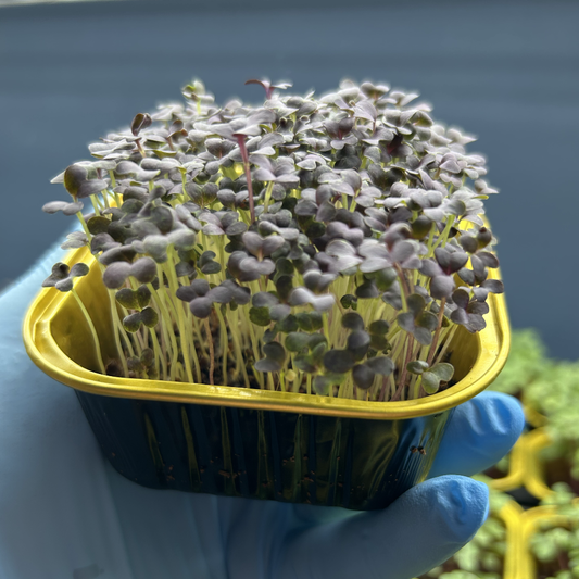 Red Mizuna Microgreens