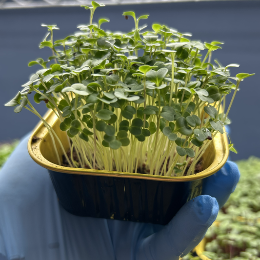 Broccoli Raab Microgreens