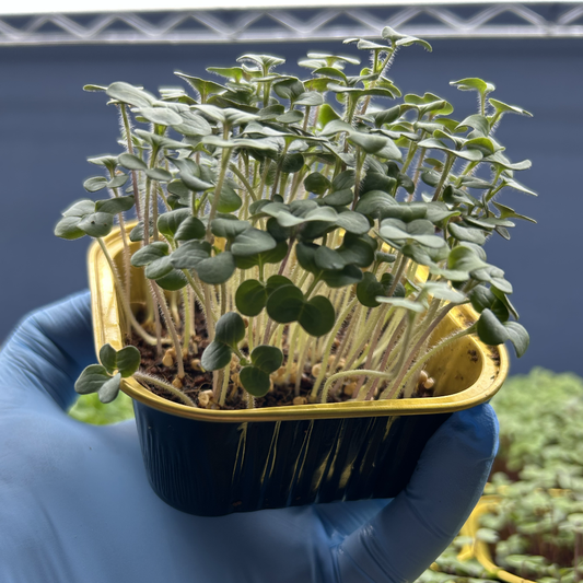 White Mustard Microgreens