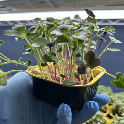 Radish Mix Microgreens