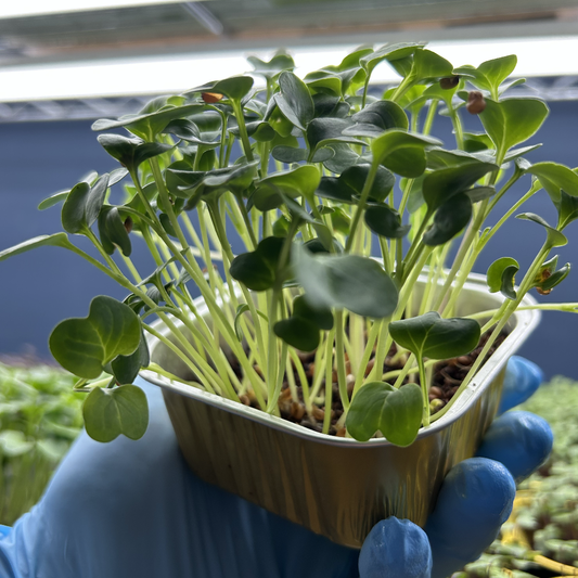 Radish Daikon Microgreens