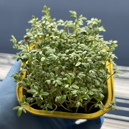 Cress Salad Microgreens