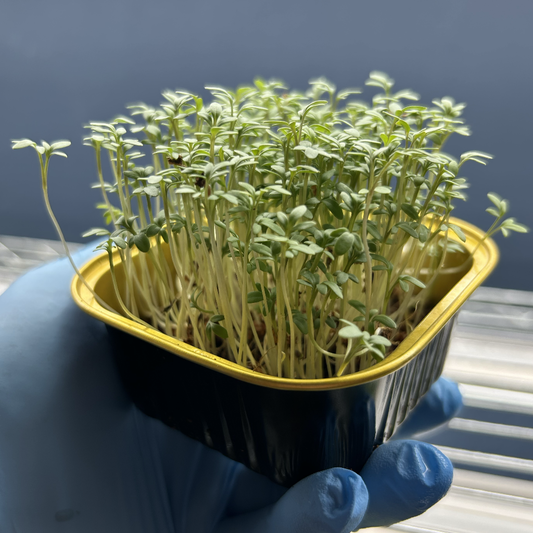 Cress Salad Microgreens