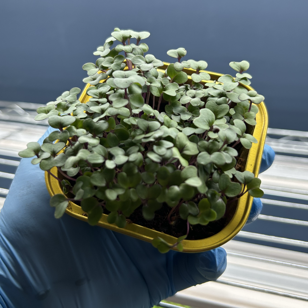 Red Cabbage Microgreens