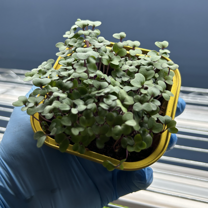 Red Cabbage Microgreens