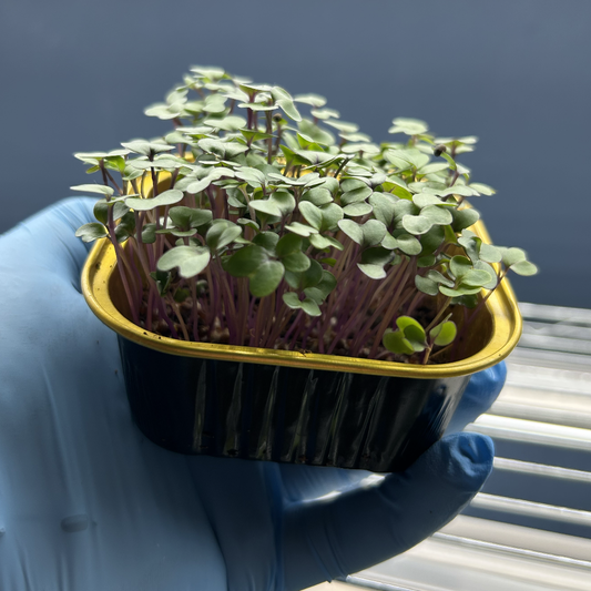 Red Cabbage Microgreens