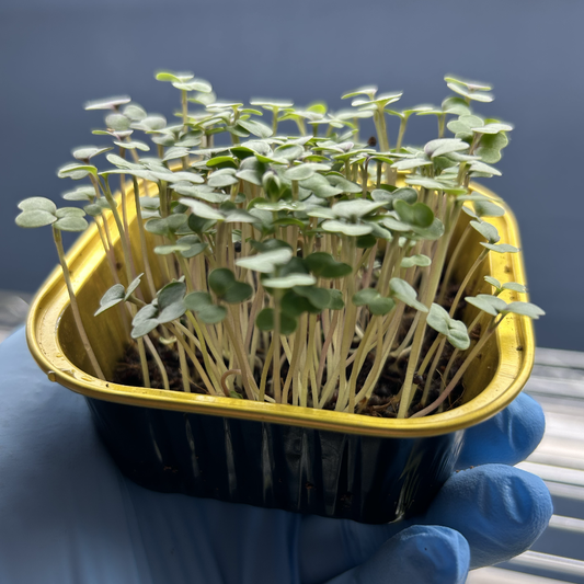 Red Kale Microgreens