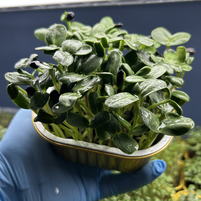 Sunflower Microgreens