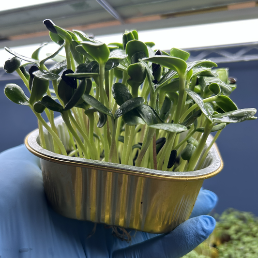 Sunflower Microgreens